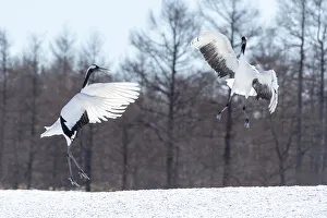 Asia, Japan, Hokkaido, Tsuri-Ito, Tancho Sanctuary, red-crowned crane, Grus japonensis Asia, Japan, Hokkaido, Tsuri-Ito, Tancho Sanctuary, red-crowned crane, Grus japonensis