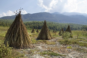 Asia, Turkey, Sesame Seeds drying at harvest time in Turkey Asia, Turkey, Sesame Seeds drying at harvest time in Turkey