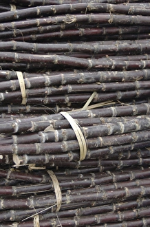 Asia, Vietnam. Bundled sugar cane for sale at the Dong Ba Market, Hue, Thua ThienaHue Asia, Vietnam. Bundled sugar cane for sale at the Dong Ba Market, Hue, Thua ThienaHue