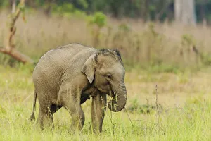 Asian Elephant calf. Corbett National Park, India Asian Elephant calf. Corbett National Park, India