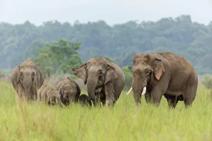 Asian Elephant family, Corbett National Park, India Asian Elephant family, Corbett National Park, India