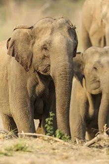 Asian Elephant (female), Corbett National Park, India Asian Elephant (female), Corbett National Park, India