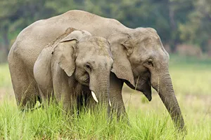 Asian Elephants, Corbett National Park, India Asian Elephants, Corbett National Park, India