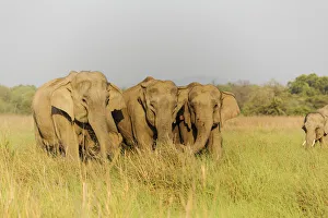Asian Elephants in the meadows, Corbett National Park, India Asian Elephants in the meadows, Corbett National Park, India