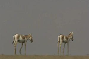 Asiatic Wild Ass (Equus hemionus khur). Rann of Kutch. Gujarat. SW INDIA Asiatic Wild Ass (Equus hemionus khur). Rann of Kutch. Gujarat. SW INDIA