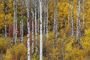 Aspen grove in peak fall colors in Glacier National Park, Montana, USA Aspen grove in peak fall colors in Glacier National Park, Montana, USA
