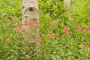 Aspen Trees, Populus tremuloides, also known as American Aspen, Quaking Aspen, Trembling Aspen Aspen Trees, Populus tremuloides, also known as American Aspen, Quaking Aspen, Trembling Aspen