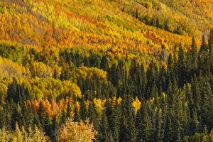 Aspens in fall on steep mountain slope viewed from Million Dollar Highway, near Ouray Aspens in fall on steep mountain slope viewed from Million Dollar Highway, near Ouray
