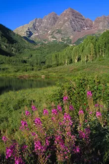 Maroon Lake Gallery: Aspens and fireweed with Maroon Bells in background and Maroon Lake in the foreground