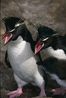 Eudyptes Chrysocome Gallery: Atlantic Ocean, Falkland Islands. Rockhopper Penguins (Eudyptes chrysocome) with