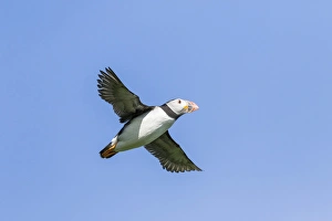 Atlantic Puffin (Fratercula arctica) in a puffinry on Mykines, part of the Faroe Atlantic Puffin (Fratercula arctica) in a puffinry on Mykines, part of the Faroe