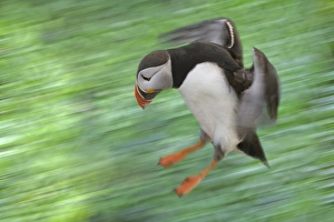 Atlantic Puffin (Fratercula arctica) flying, Latrabjarg, Vestfirdhir, Iceland Atlantic Puffin (Fratercula arctica) flying, Latrabjarg, Vestfirdhir, Iceland