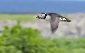Atlantic Puffins (Fratercula arctica) flying, Northumberland, UK Atlantic Puffins (Fratercula arctica) flying, Northumberland, UK
