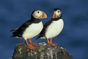 Sea Bird Gallery: Atlantic Puffins (Fratercula arctica) Pair, Isle of May, Firth of Forth, SCOTLAND