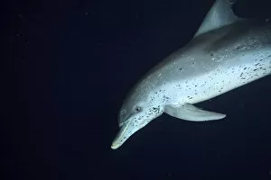 Frontalis Gallery: Atlantic Spotted Dolphins (Stenella frontalis) feeding on flying fish at night, White Sand Ridge