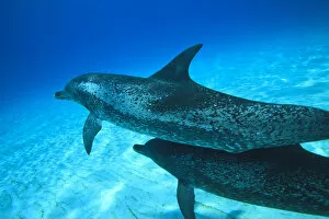 Frontalis Gallery: Atlantic Spotted Dolphins (Stenella frontalis), White Sand Ridge, Bahamas Bank, Bahamas
