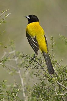 Audubons Oriole (Icterus graduacauda) adult in habitat, s. Texas Audubons Oriole (Icterus graduacauda) adult in habitat, s. Texas