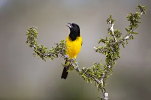 Audubon's Oriole (Icterus graduacauda) perched Audubon's Oriole (Icterus graduacauda) perched