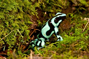 Auratus Dart Frog Dendrobates auratus Native to Northern South America Habitat - Rain Auratus Dart Frog Dendrobates auratus Native to Northern South America Habitat - Rain