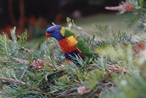 Australia, Eastern states of Australia, Close-Up of Rainbow lorikeets Australia, Eastern states of Australia, Close-Up of Rainbow lorikeets
