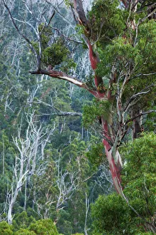 Australia, New South Wales, NSW, Kosciuszko National Park, Thredbo, landscape with trees Australia, New South Wales, NSW, Kosciuszko National Park, Thredbo, landscape with trees