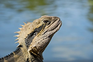Australia, Queensland, Mount Tamborine. Male Australian water dragon (Intellagama lesueurii) Australia, Queensland, Mount Tamborine. Male Australian water dragon (Intellagama lesueurii)
