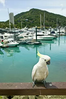Australia, Queensland, Whitsunday Coast, Hamilton Island. Sulphur Crested Cockatoo