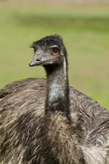 Images Dated 4th May 2014: Australia, South Australia, Adelaide. Cleland Wildlife Park. Large flightless Emu (CAPTIVE
