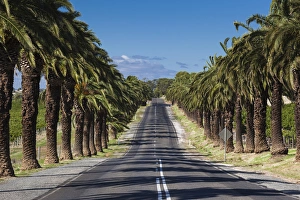 Australia, South Australia, Barossa Valley, Seppeltsfield, country road with palm trees Australia, South Australia, Barossa Valley, Seppeltsfield, country road with palm trees