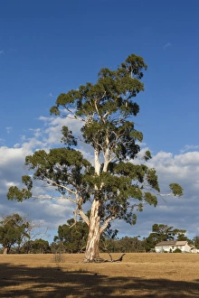 Australia, Victoria, VIC, Yarra Valley, gum tree Australia, Victoria, VIC, Yarra Valley, gum tree