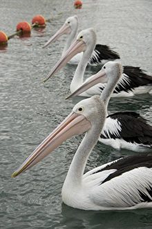 Australia, Western Australia, Albany, Oyster Harbour Australia, Western Australia, Albany, Oyster Harbour
