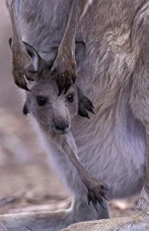 Australia, Wilsons Promontory National Park, Victoria Eastern grey kangaroo (Macropus Australia, Wilsons Promontory National Park, Victoria Eastern grey kangaroo (Macropus
