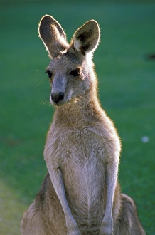 Australia, Yamba. Yamba Golf Course, Eastern Grey Kangaroo Australia, Yamba. Yamba Golf Course, Eastern Grey Kangaroo
