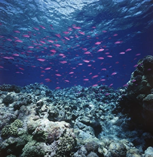 Australia, Yellowstriped Anthias(Pseudanthias) schooling in Great Barrier Reef Australia, Yellowstriped Anthias(Pseudanthias) schooling in Great Barrier Reef
