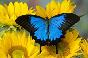 Swallowtail Gallery: Australian Mountain Blue Swallowtail Butterfly, Papilio ulysses, on sunflower