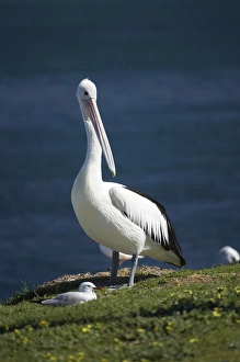 Australian Pelican (Pelecanus conspicillatus), Blacksmiths, Swansea Channel, New South Australian Pelican (Pelecanus conspicillatus), Blacksmiths, Swansea Channel, New South