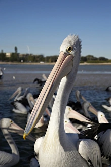 Australian Pelicans (Pelecanus conspicillatus), at The Entrance, New South Wales Australian Pelicans (Pelecanus conspicillatus), at The Entrance, New South Wales