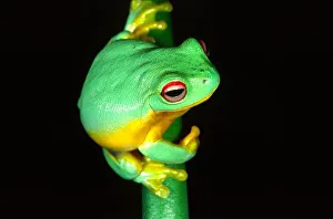 Australian Red Eye Treefrog, Litoria chloris, Native to Eastern Australia Australian Red Eye Treefrog, Litoria chloris, Native to Eastern Australia