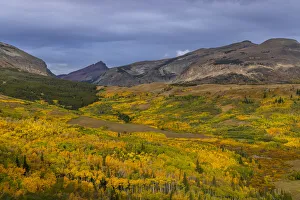 Autumn Aspen groves with Red Mountain in Glacier National Park, Montana, USA Autumn Aspen groves with Red Mountain in Glacier National Park, Montana, USA