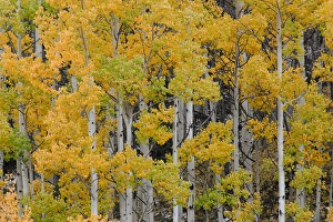 Autumn aspen tree pattern on mountain slope near Crystal Lake, near Ouray, Colorado Autumn aspen tree pattern on mountain slope near Crystal Lake, near Ouray, Colorado