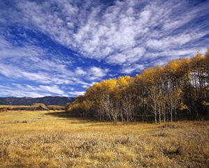 Autumn aspens and old barn on ranchland with Big Snowy Mountains near Judith Gap Autumn aspens and old barn on ranchland with Big Snowy Mountains near Judith Gap