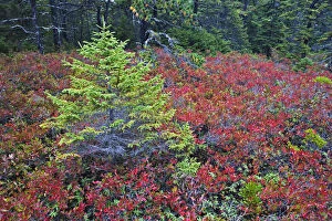 Images Dated 12th October 2005: Autumn blueberry foliage in Spruce Fir and Pitch Pine forest, Wonderland Trail, Mount Desert Island