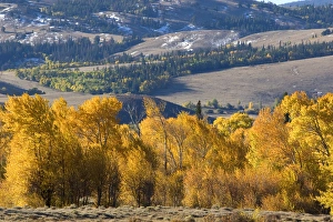 Autumn color on cottonwood trees near Arlington, Wyoming Autumn color on cottonwood trees near Arlington, Wyoming