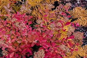 Autumn ferns and ground cover in burn area above St. Mary Lake in Glacier National Park Autumn ferns and ground cover in burn area above St. Mary Lake in Glacier National Park