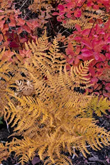 Autumn ferns and ground cover in burn area above St. Mary Lake in Glacier National Park Autumn ferns and ground cover in burn area above St. Mary Lake in Glacier National Park
