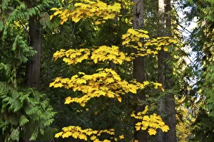 Autumn foliage, Lake Wenatchee Area, Wenatchee National Forest, Washington State, USA Autumn foliage, Lake Wenatchee Area, Wenatchee National Forest, Washington State, USA