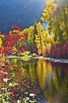 Autumn foliage, Nason Creek Area, Wenatchee National Forest, Washington State, USA Autumn foliage, Nason Creek Area, Wenatchee National Forest, Washington State, USA