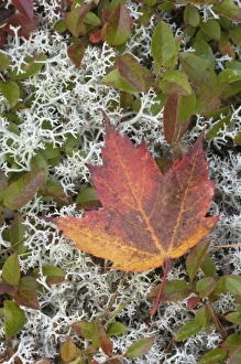 Autumn Leaf, Eagle Lake carriage road north of road 233, Acadia National Park, Maine, USA Autumn Leaf, Eagle Lake carriage road north of road 233, Acadia National Park, Maine, USA