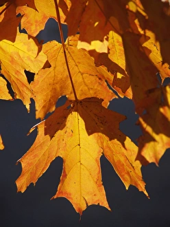 Autumn leaves glow orange and red in brilliant light Autumn leaves glow orange and red in brilliant light