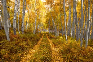 Autumn in the Rocky Mountains of Colorado, as Aspen trees turn bright yellow gold Autumn in the Rocky Mountains of Colorado, as Aspen trees turn bright yellow gold